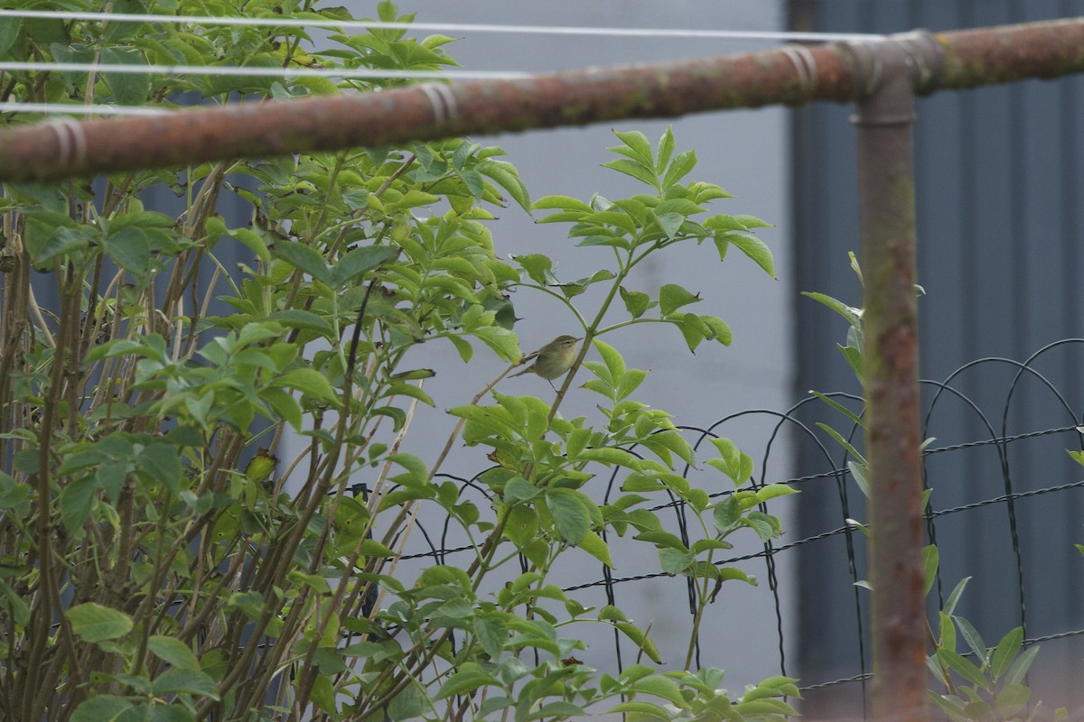 Willow Warbler - ML641963219