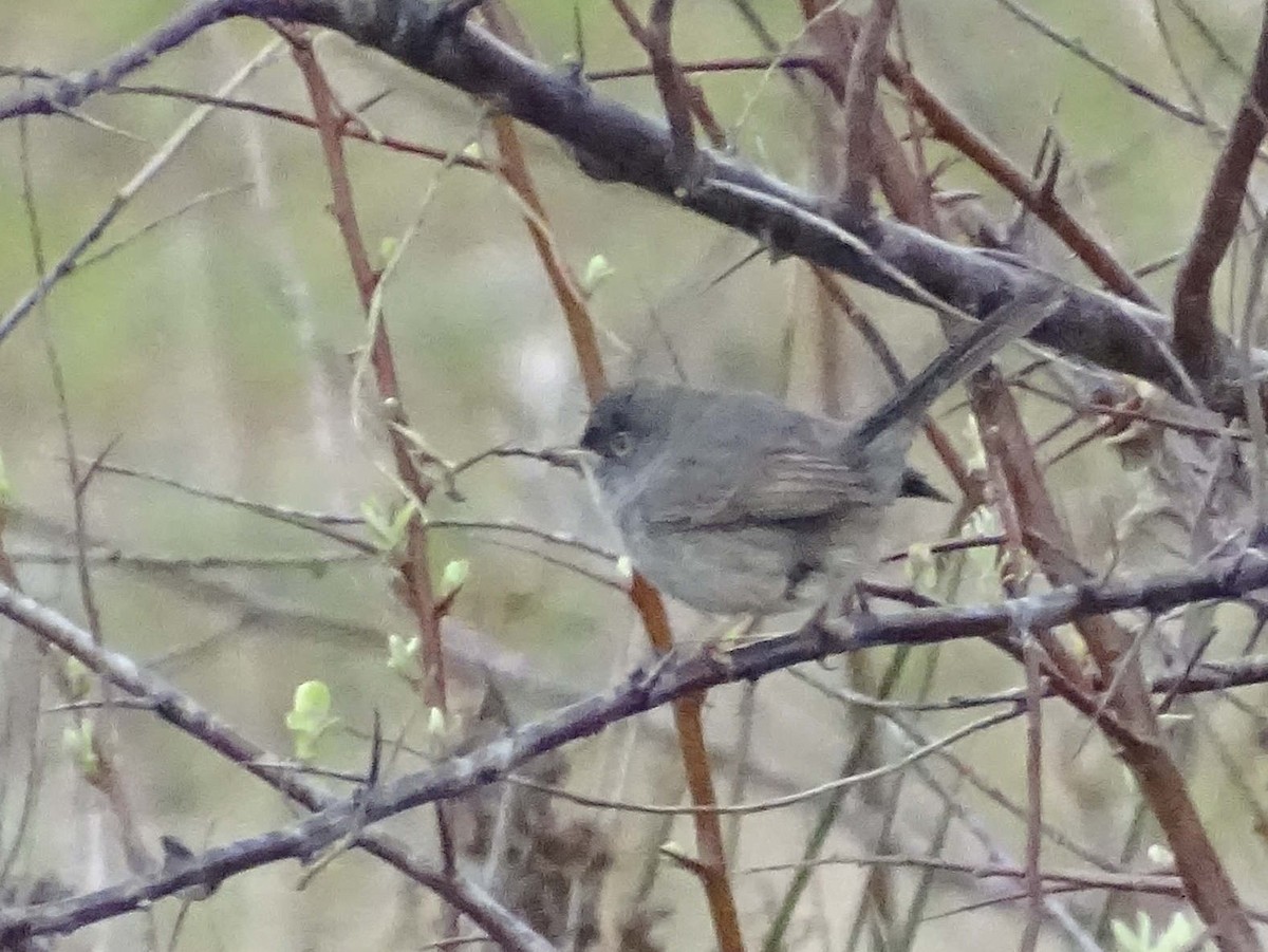 Fauvette sarde - ML641963221