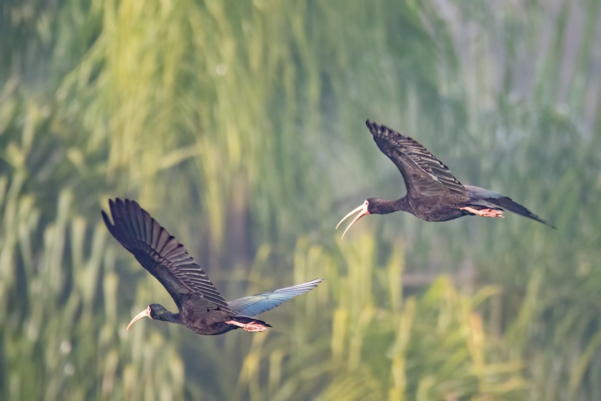 Ibis Afeitado - ML641963226
