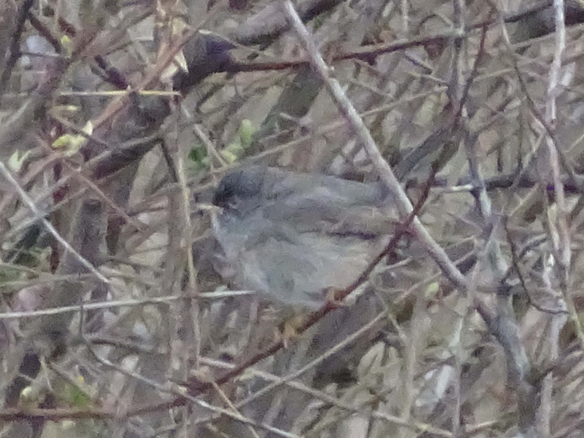 Fauvette sarde - ML641963227