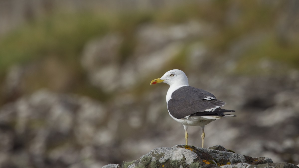 Lesser Black-backed Gull - ML641963229