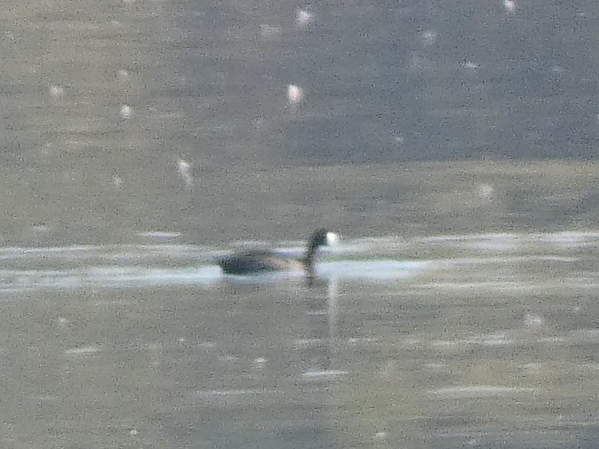 Red-knobbed Coot - ML641963230