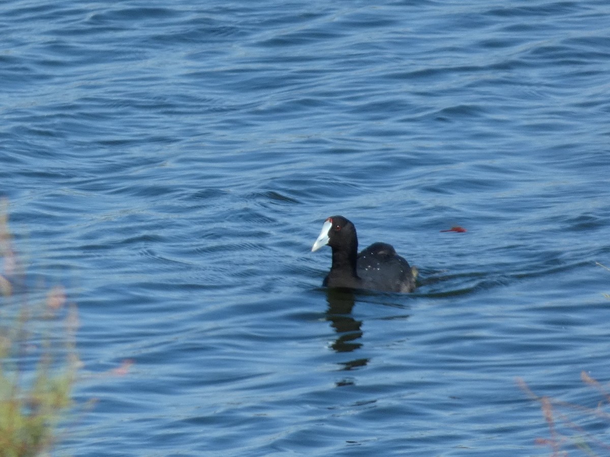 Red-knobbed Coot - ML641963238