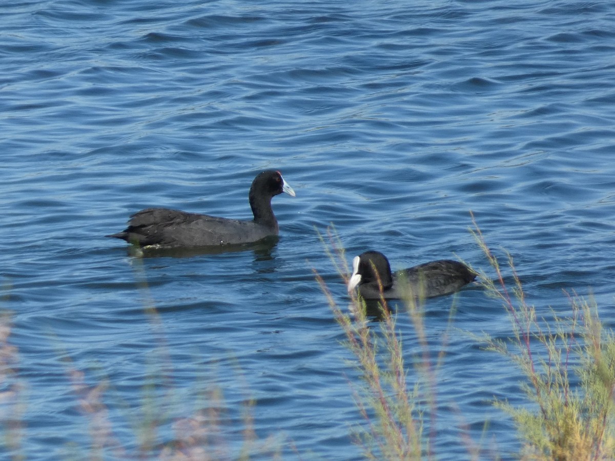 Red-knobbed Coot - ML641963240