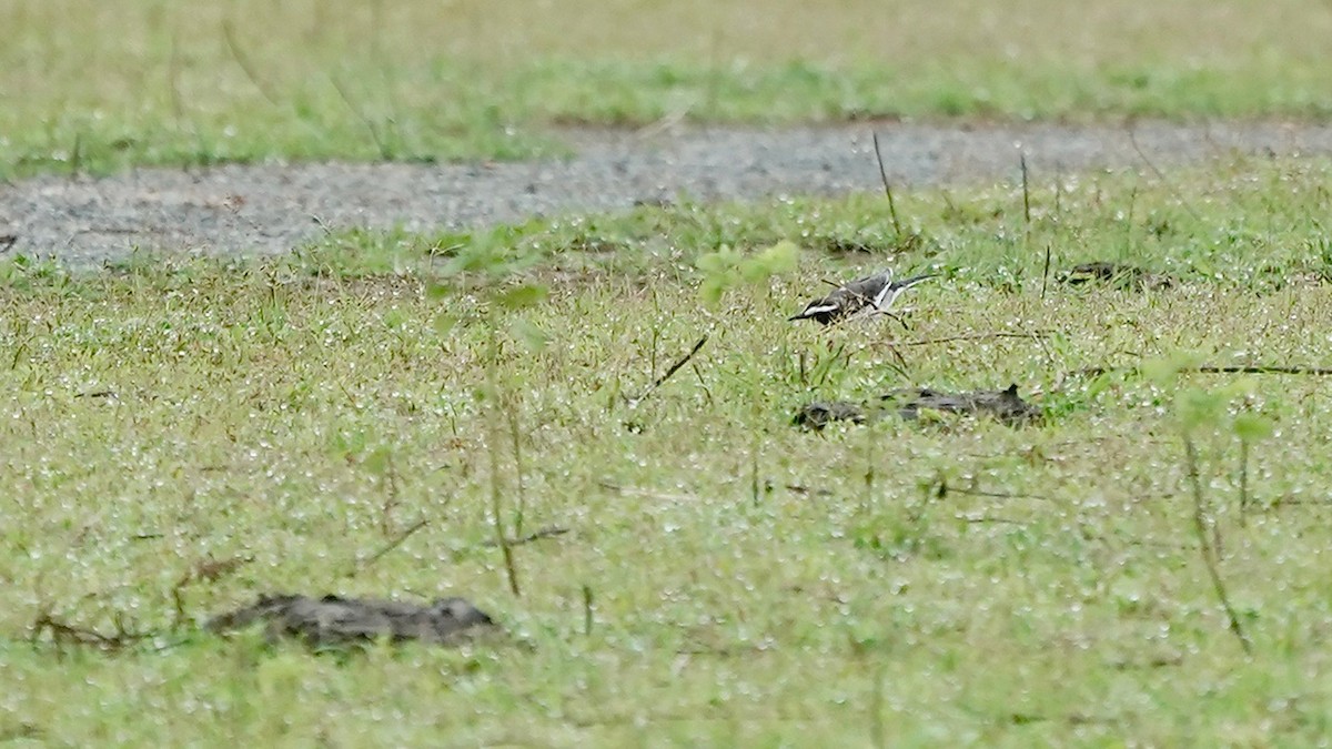 White-browed Wagtail - ML641963245