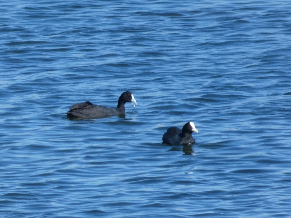 Red-knobbed Coot - ML641963254