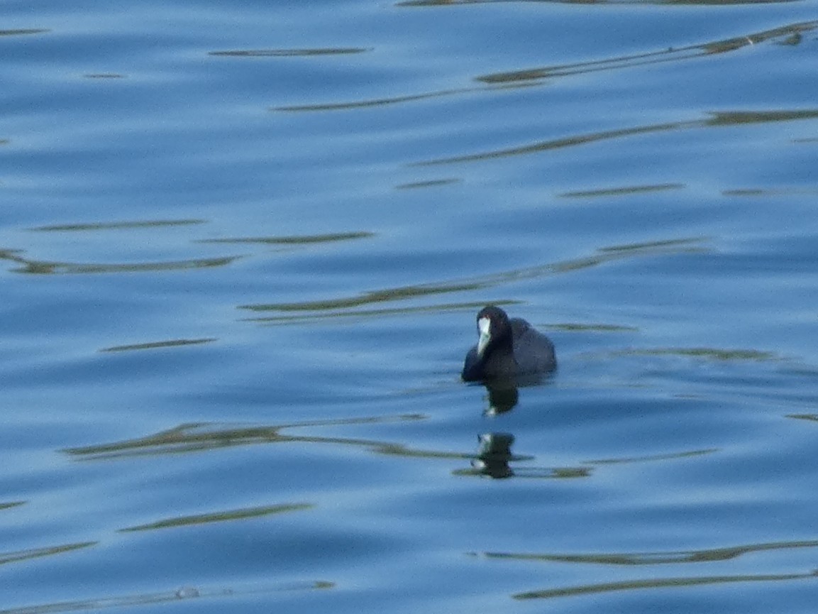Red-knobbed Coot - ML641963262
