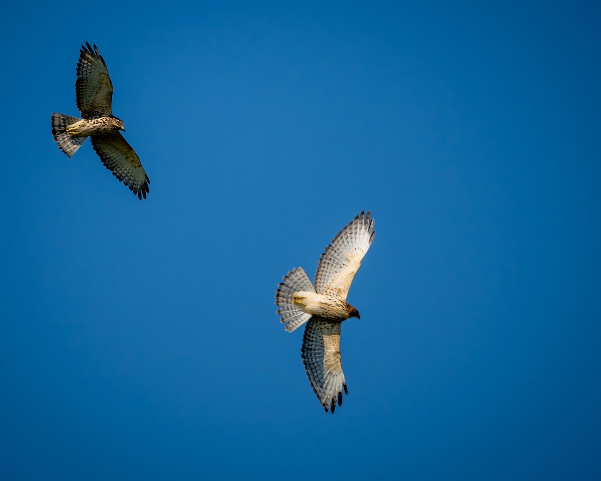Broad-winged Hawk - ML641963280