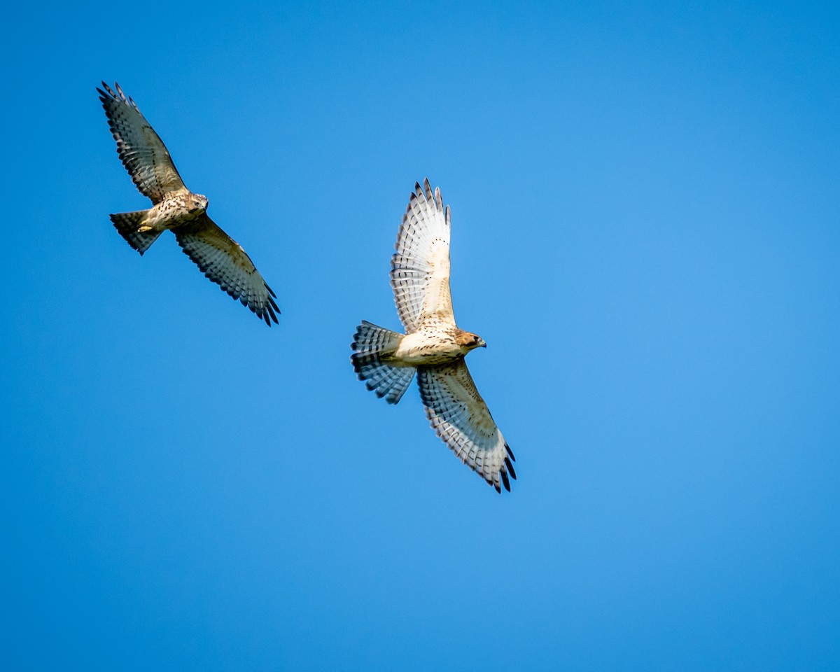 Broad-winged Hawk - ML641963281