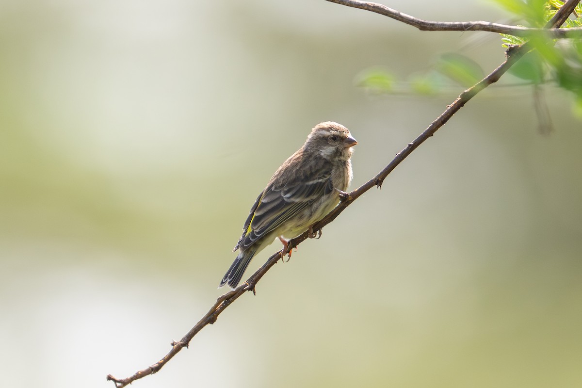 Reichenow's Seedeater - ML641963311