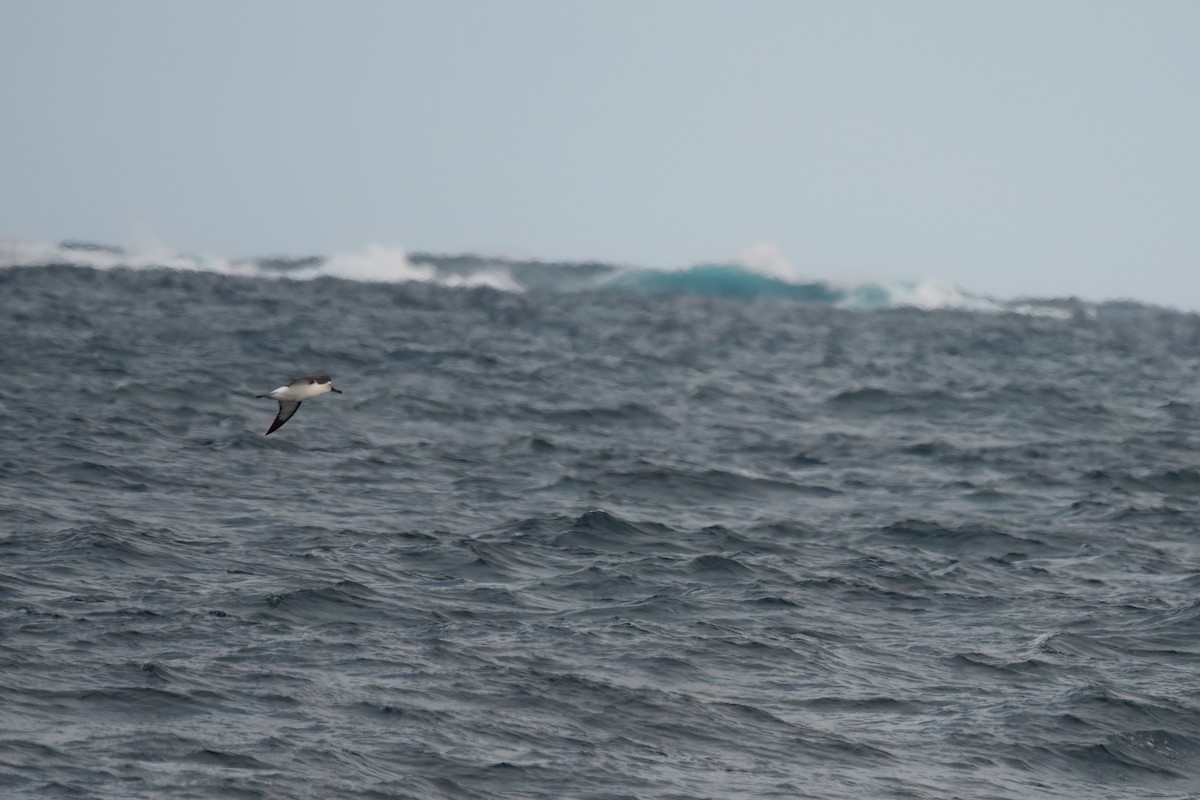 Indian Yellow-nosed Albatross - ML641963314