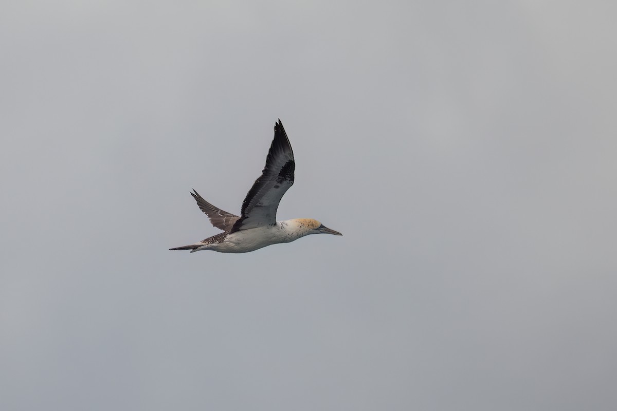 Australasian Gannet - ML641963320