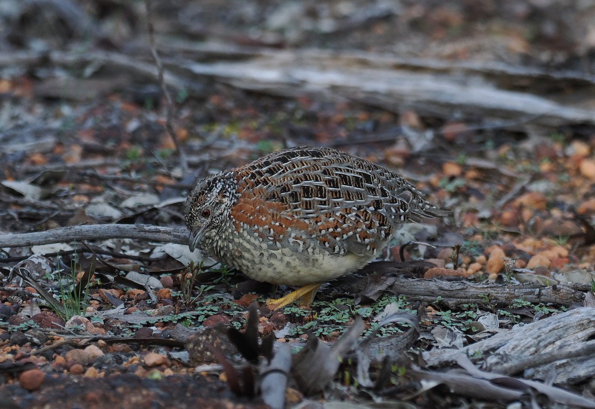 Painted Buttonquail - ML641963328