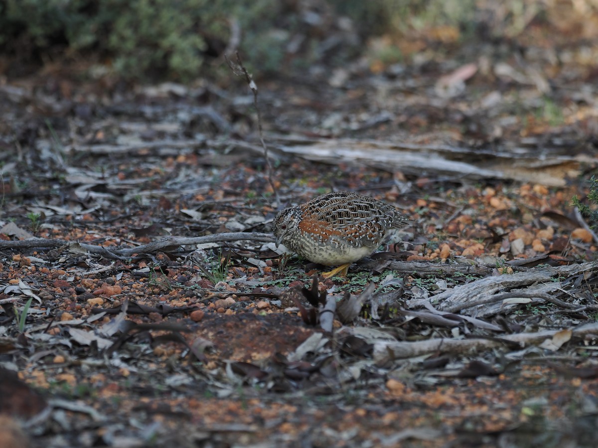 Painted Buttonquail - ML641963329