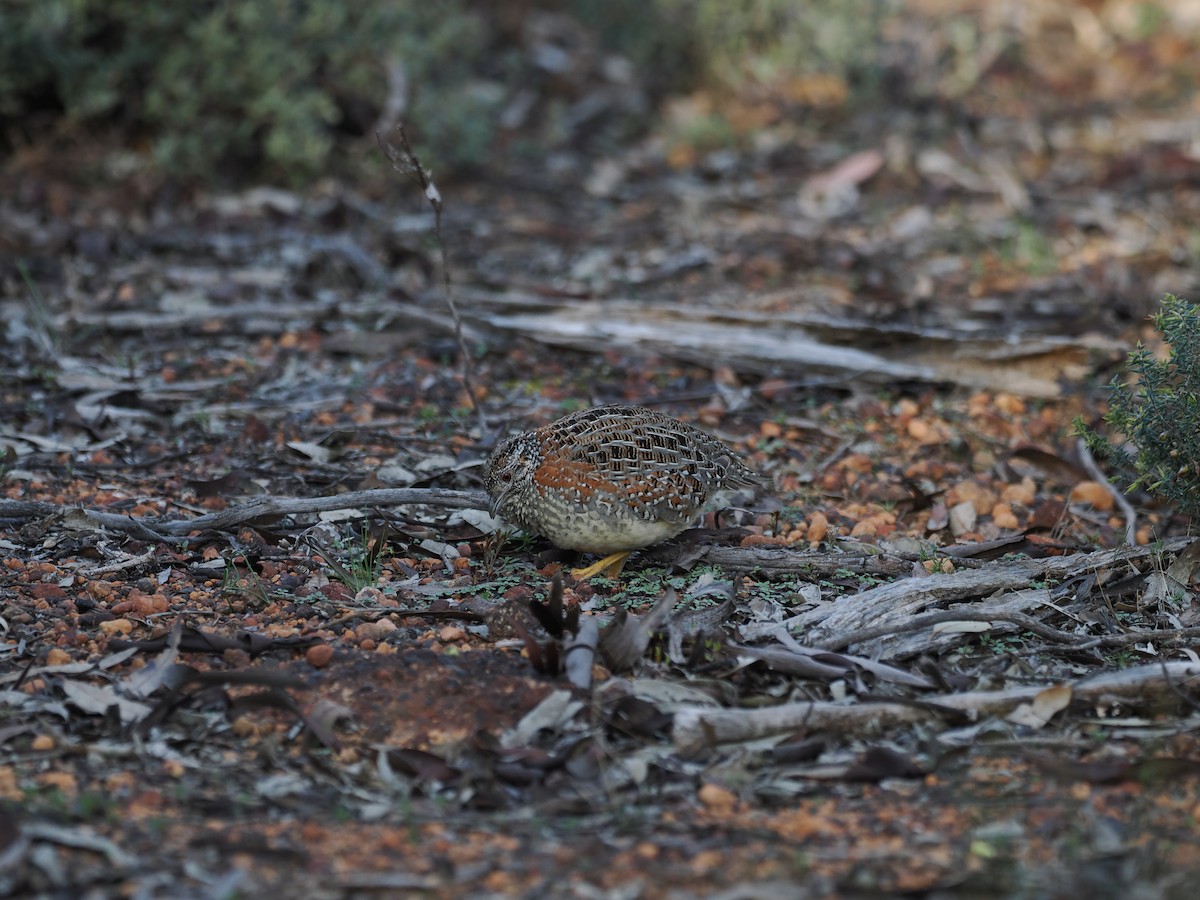 Painted Buttonquail - ML641963330