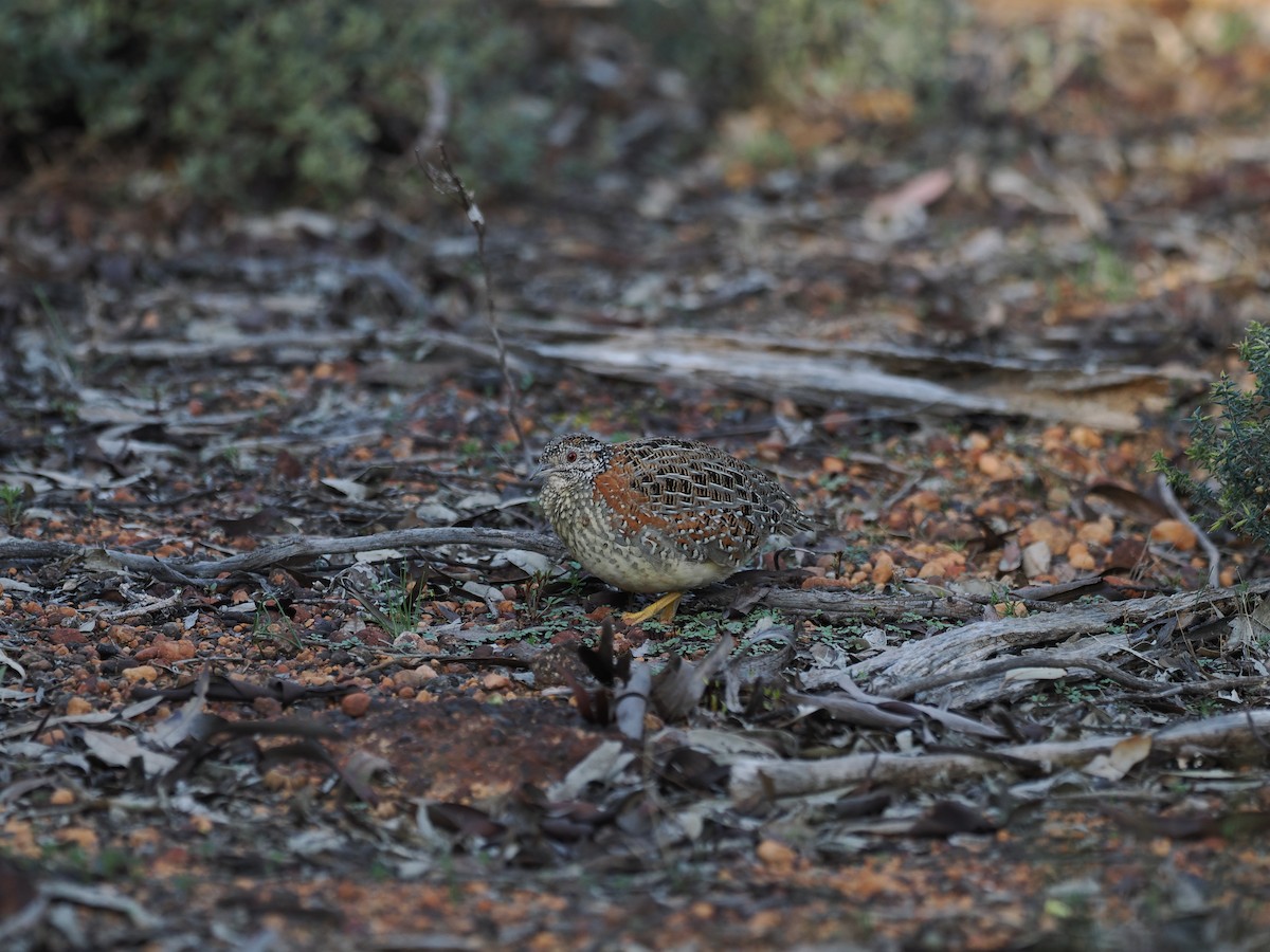 Painted Buttonquail - ML641963331