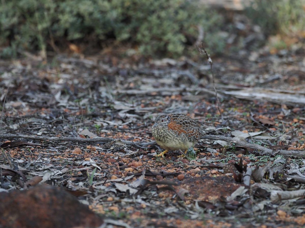 Painted Buttonquail - ML641963332