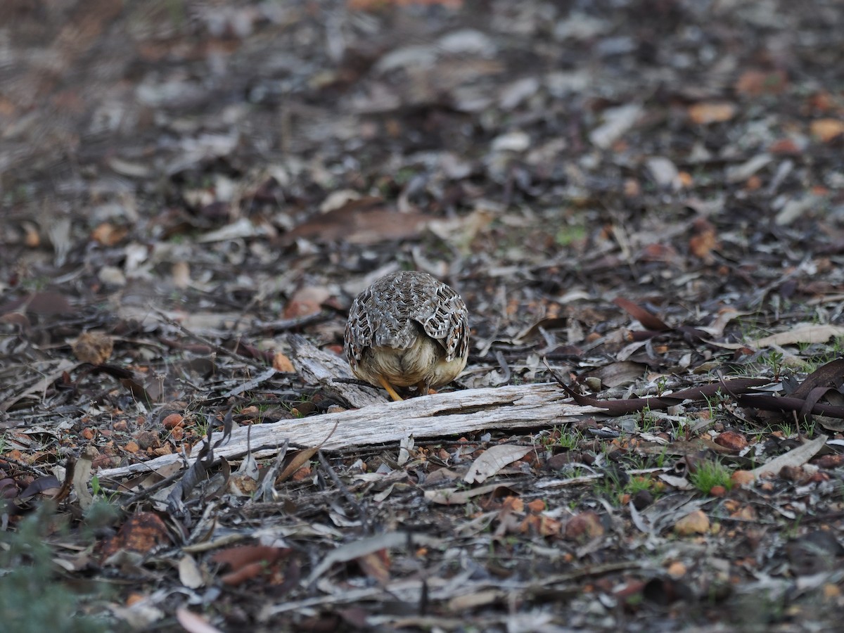 Painted Buttonquail - ML641963333