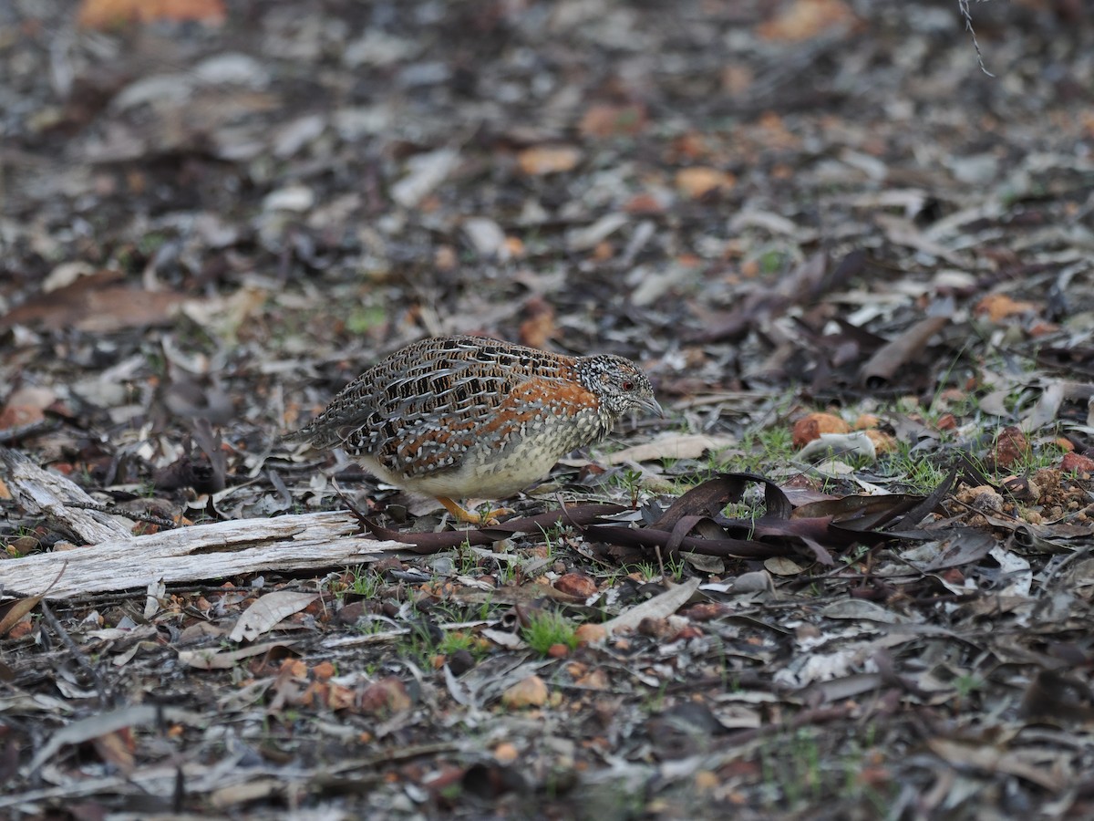 Painted Buttonquail - ML641963334