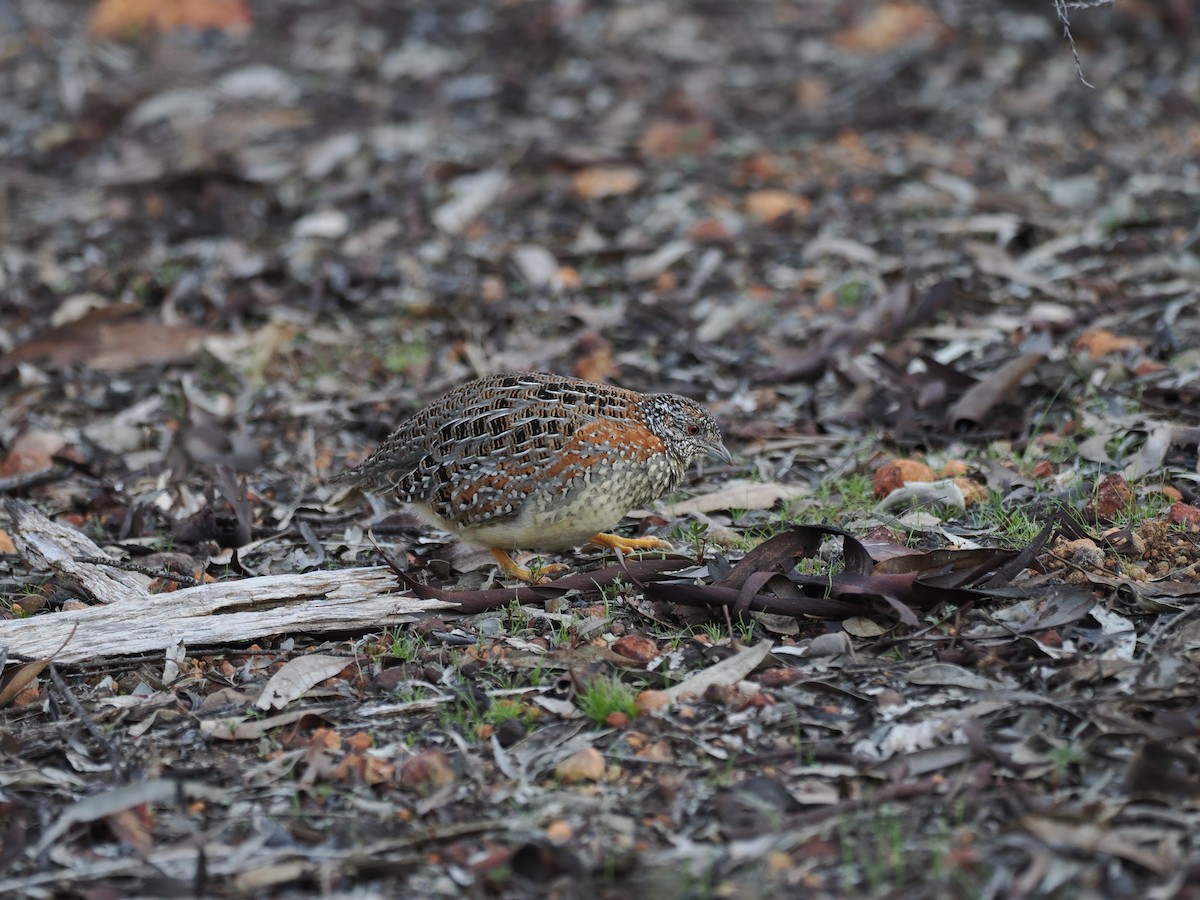 Painted Buttonquail - ML641963335