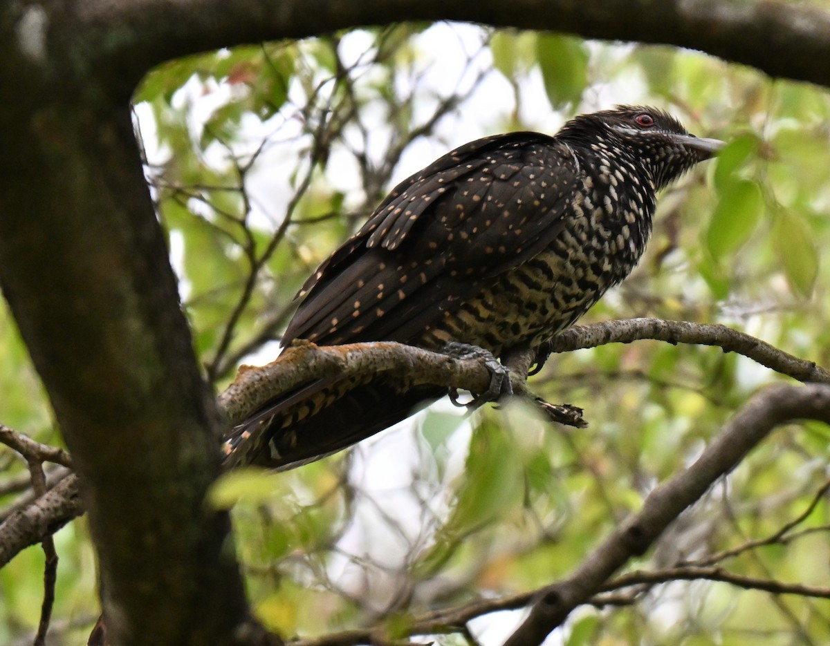 Asian Koel - ML641963337