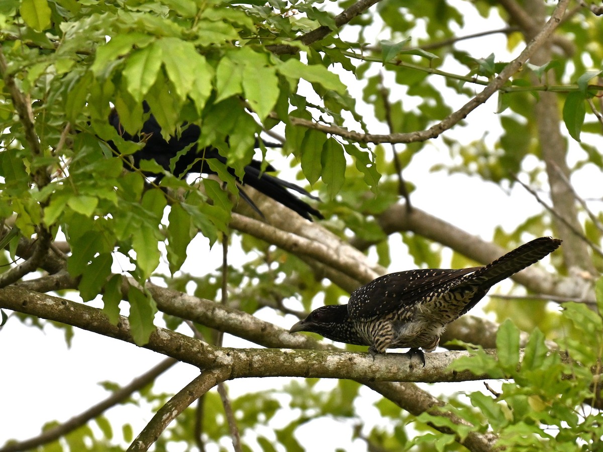 Asian Koel - ML641963338