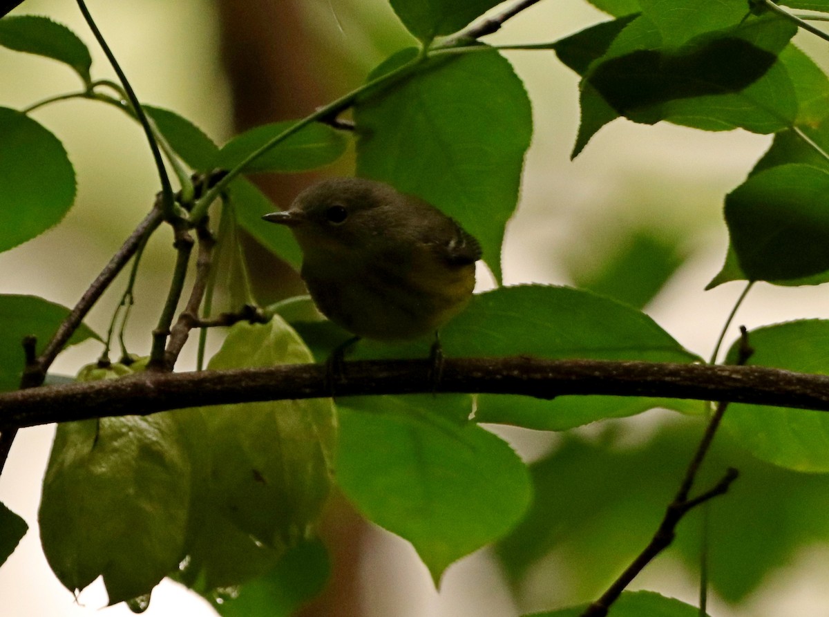 Magnolia Warbler - ML641963339