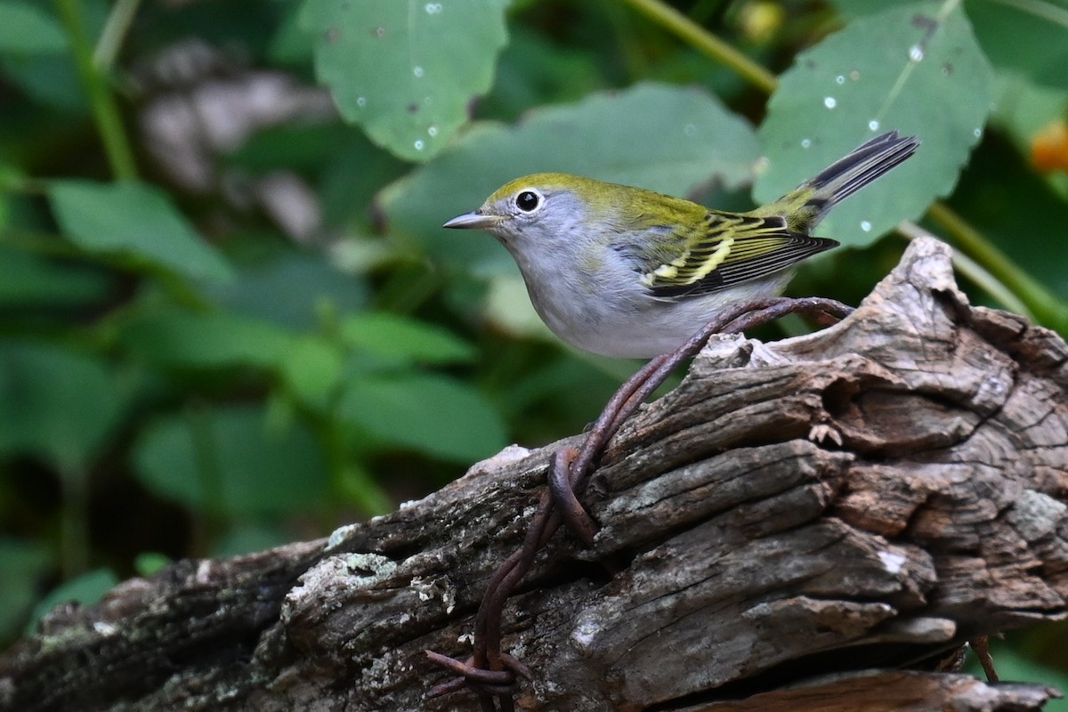 Chestnut-sided Warbler - ML641963345