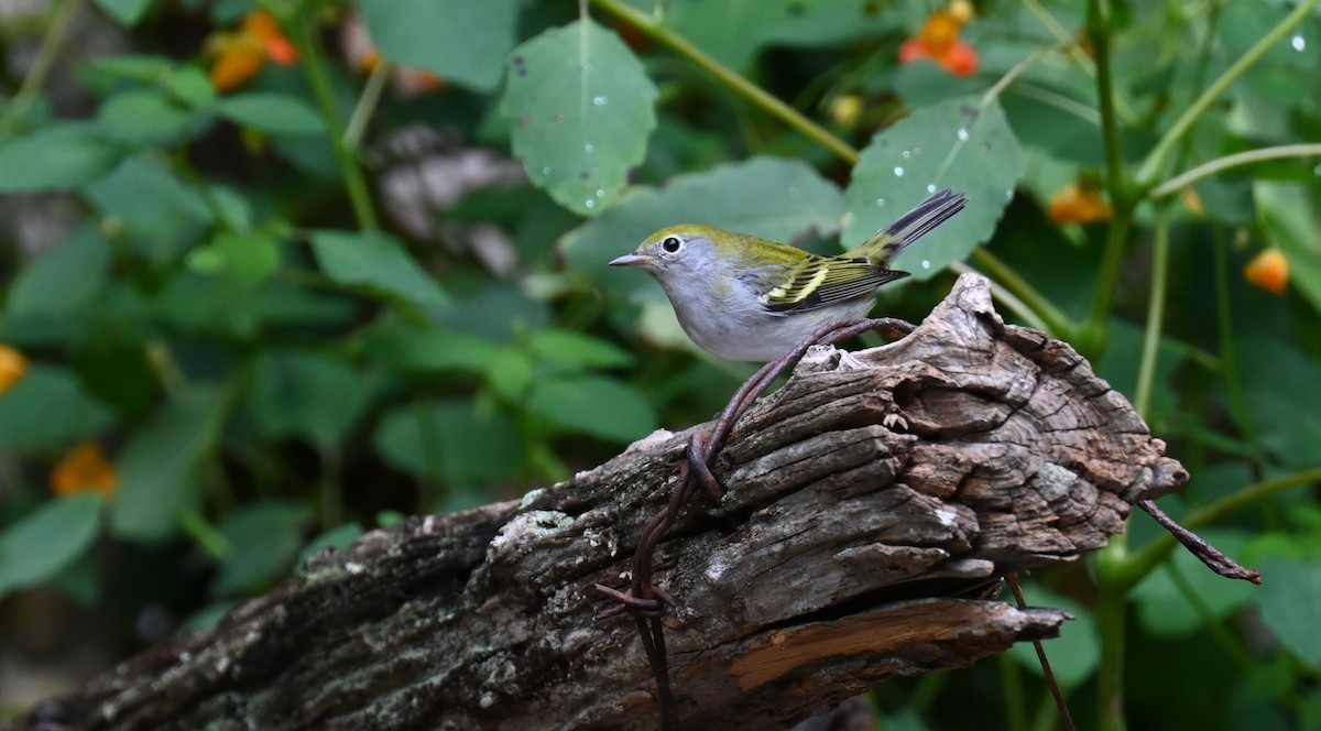 Chestnut-sided Warbler - ML641963346