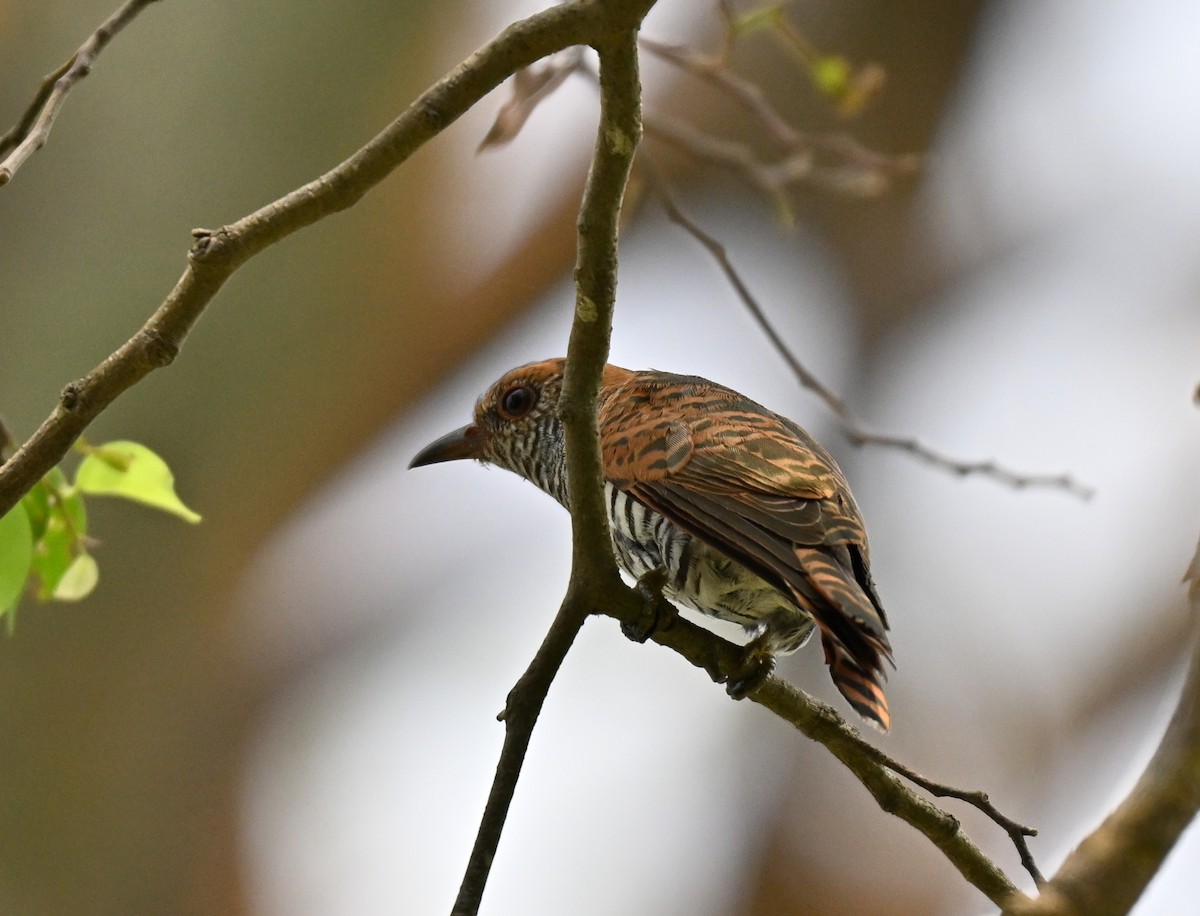 Violet Cuckoo - ML641963349