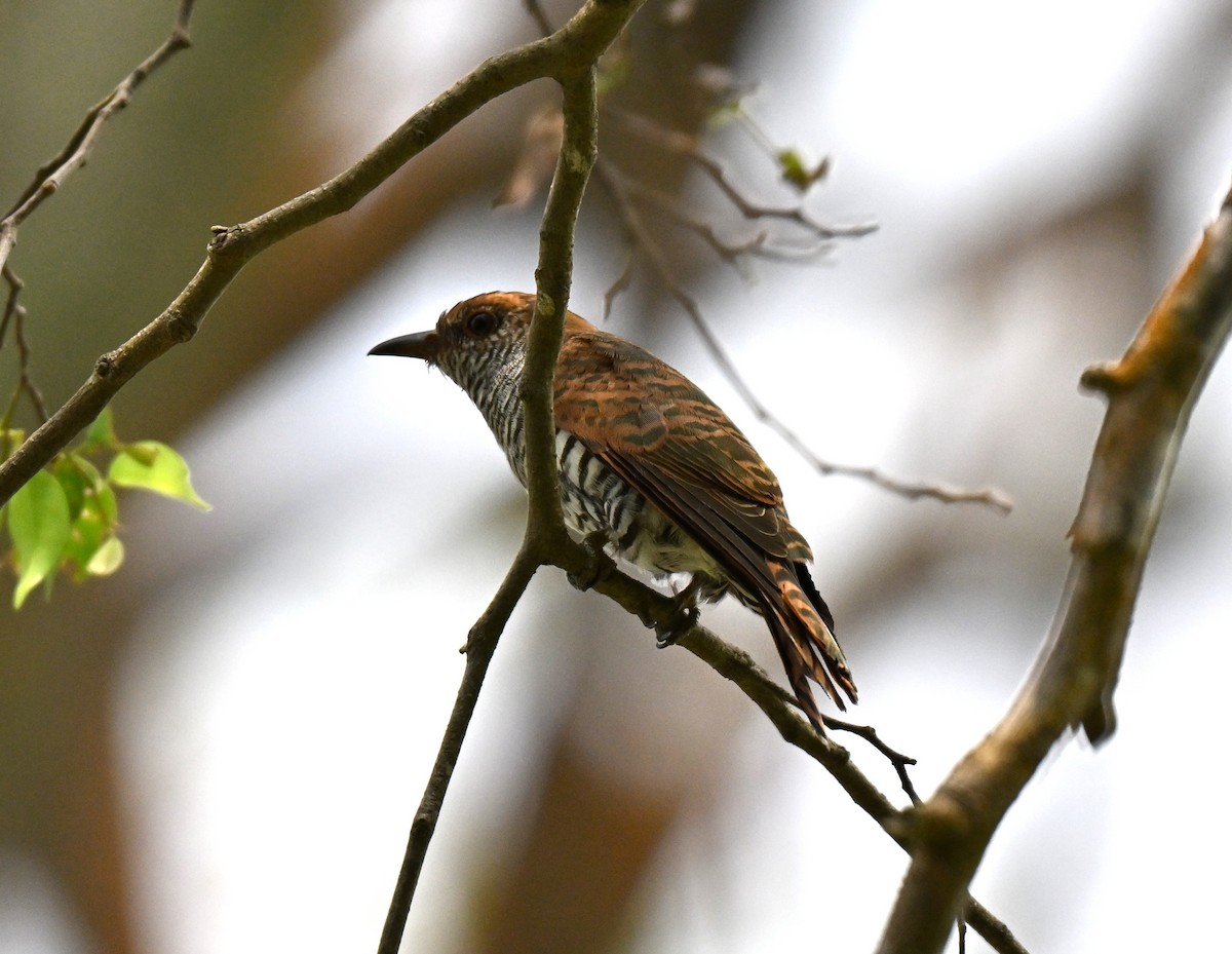 Violet Cuckoo - ML641963350