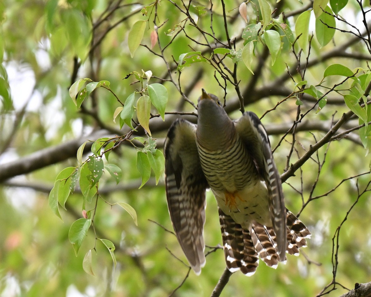 Himalayan Cuckoo - ML641963405