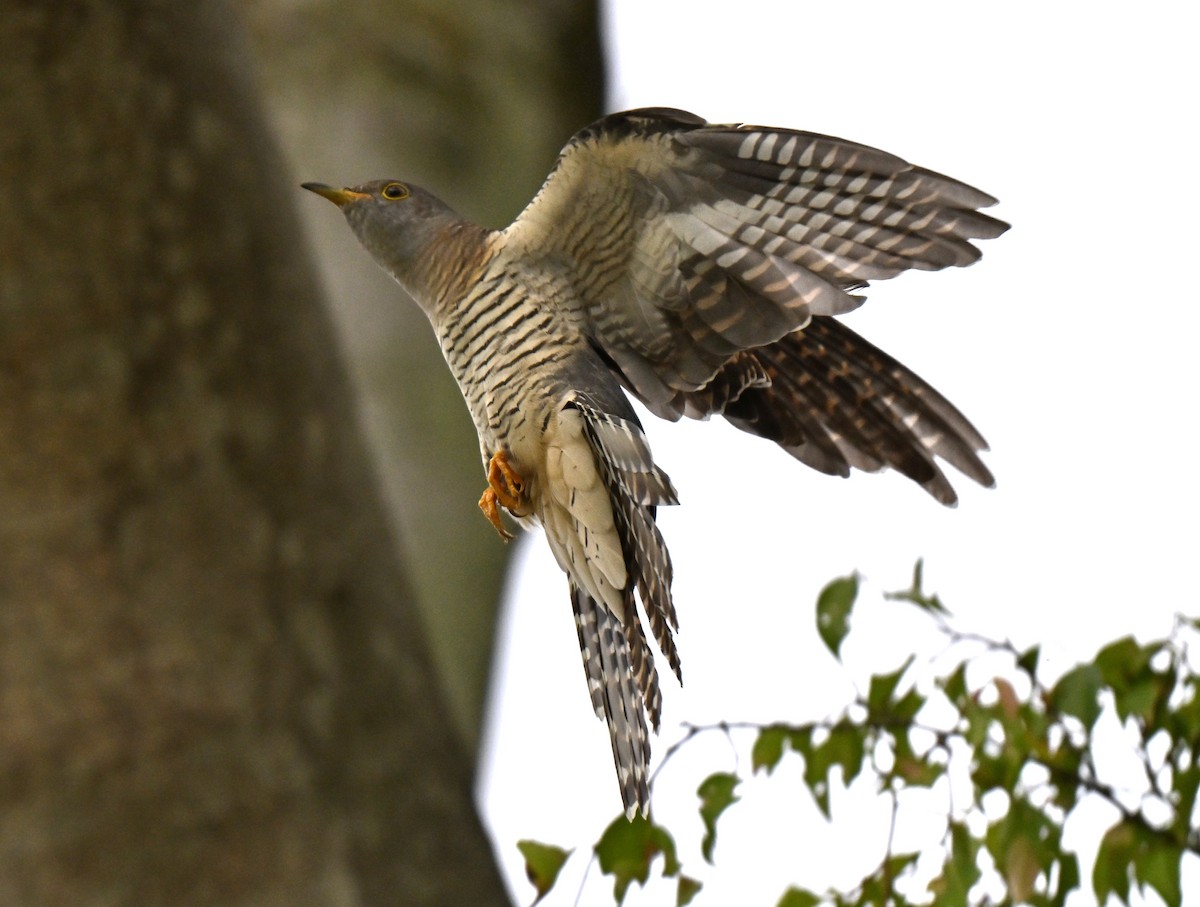 Himalayan Cuckoo - ML641963406