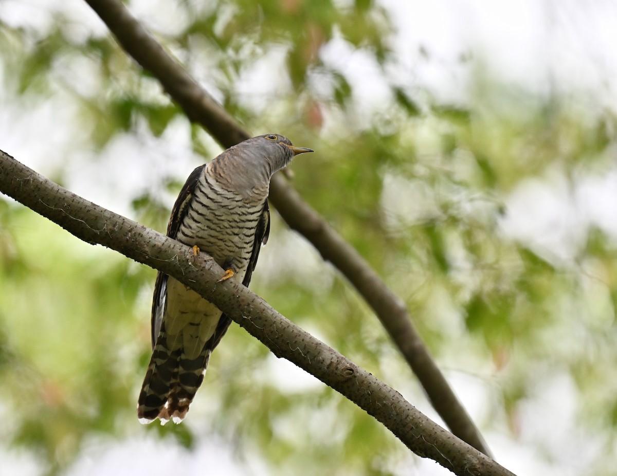 Himalayan Cuckoo - ML641963407