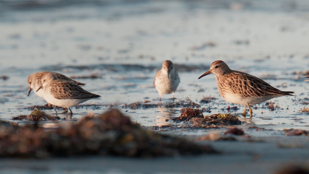 Pectoral Sandpiper - ML641963410