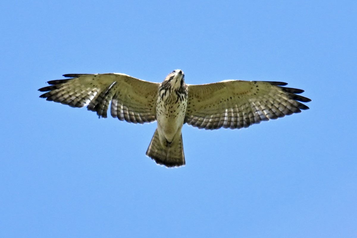 Broad-winged Hawk - ML641963412