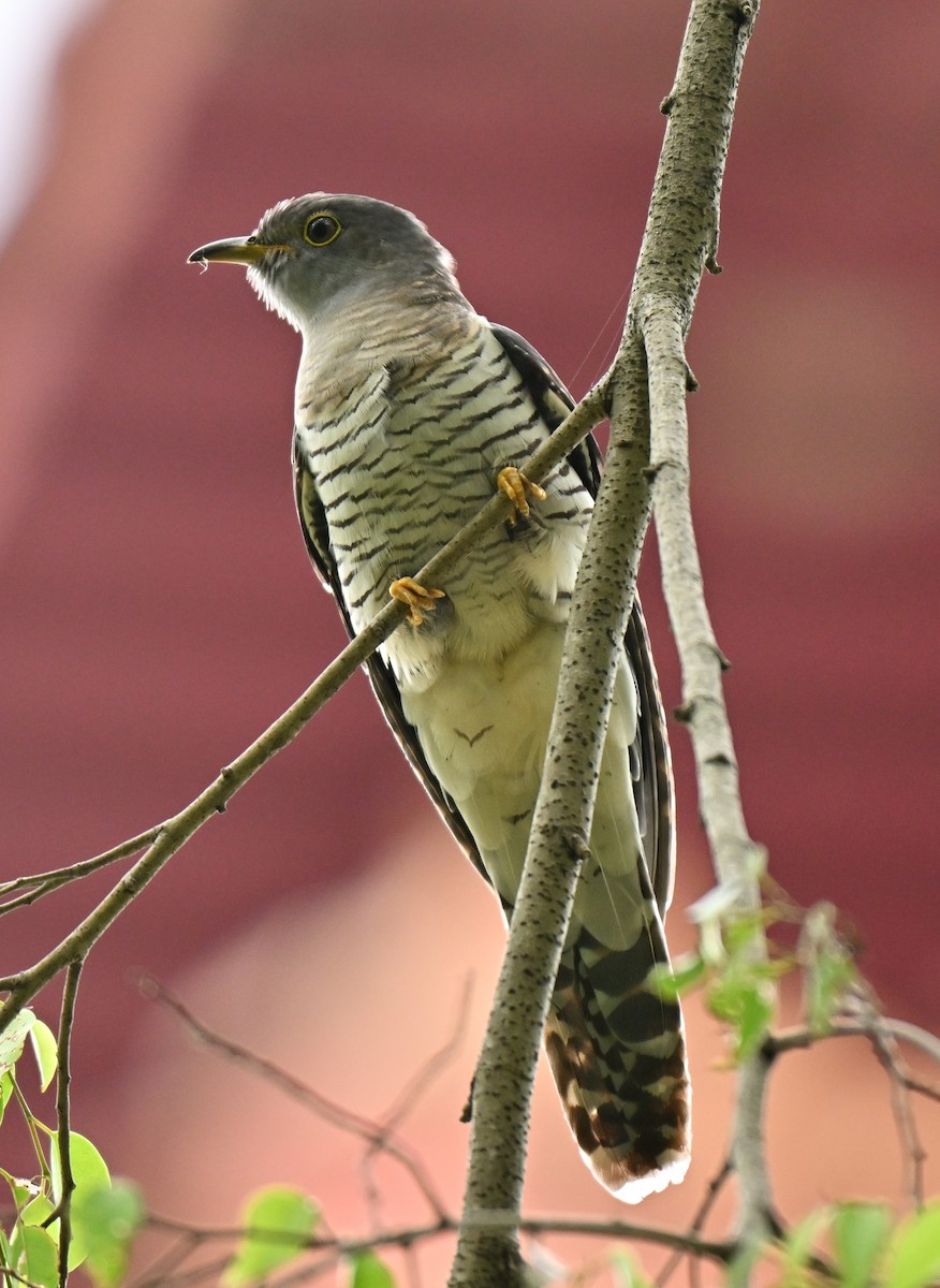 Himalayan Cuckoo - ML641963423