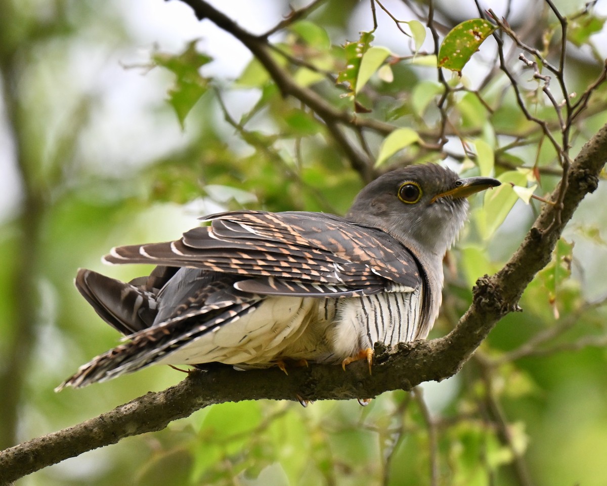 Himalayan Cuckoo - ML641963424