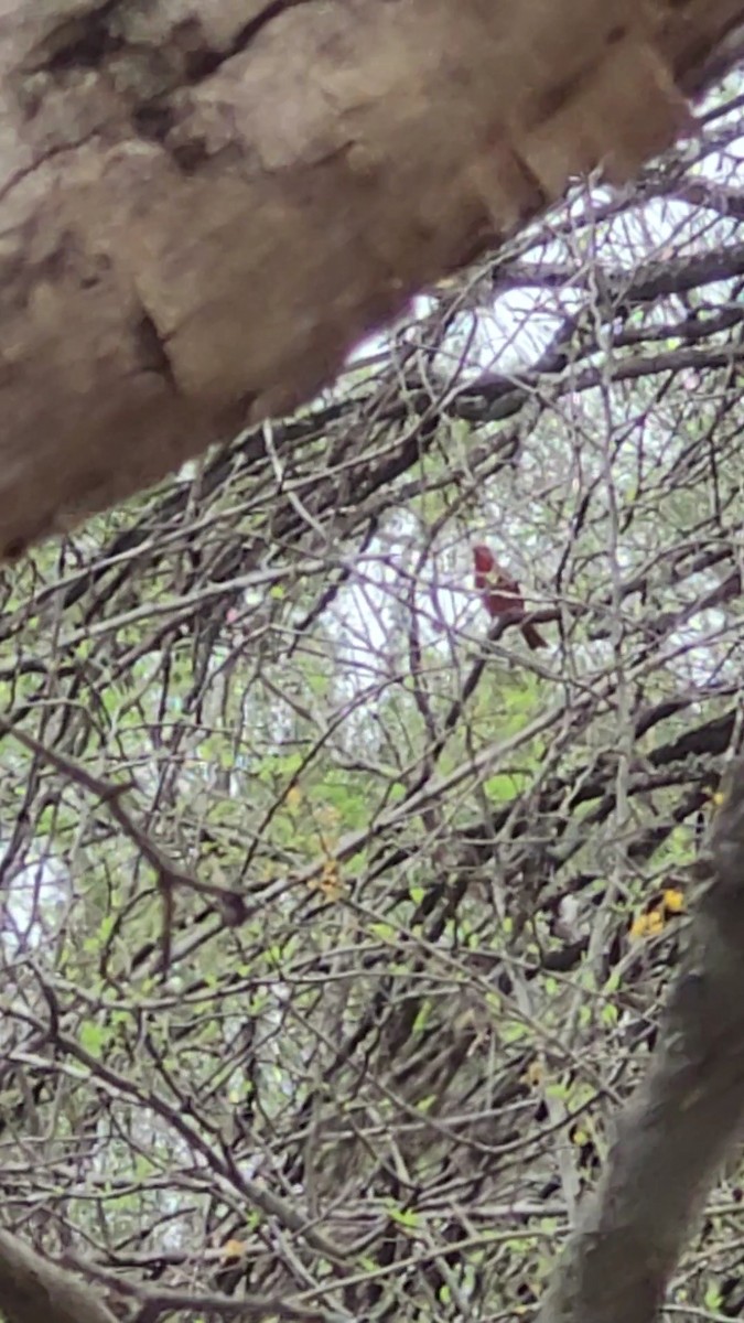 Hepatic Tanager - ML641963442