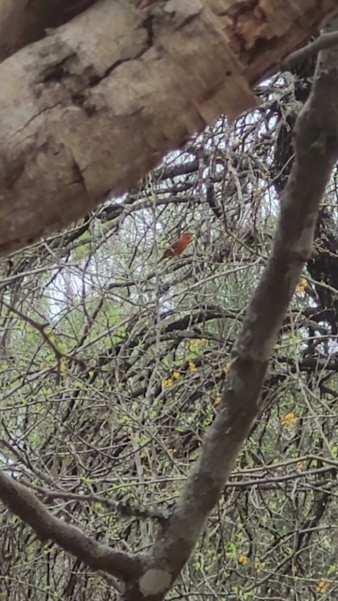 Hepatic Tanager - ML641963443