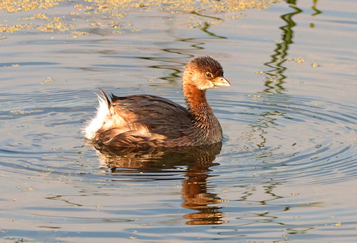 Pied-billed Grebe - ML641963459