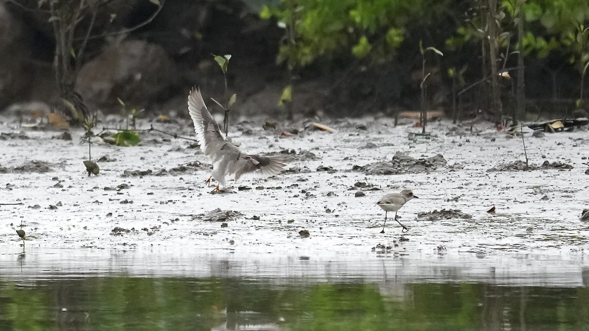 Terek Sandpiper - ML641963504