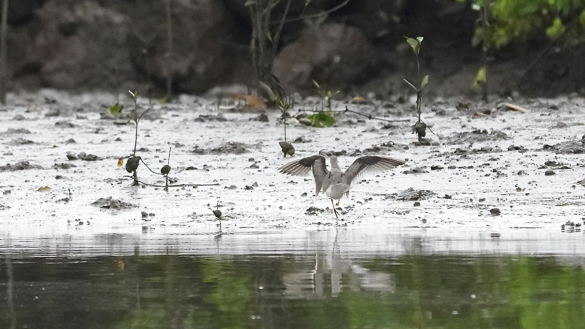Terek Sandpiper - ML641963505