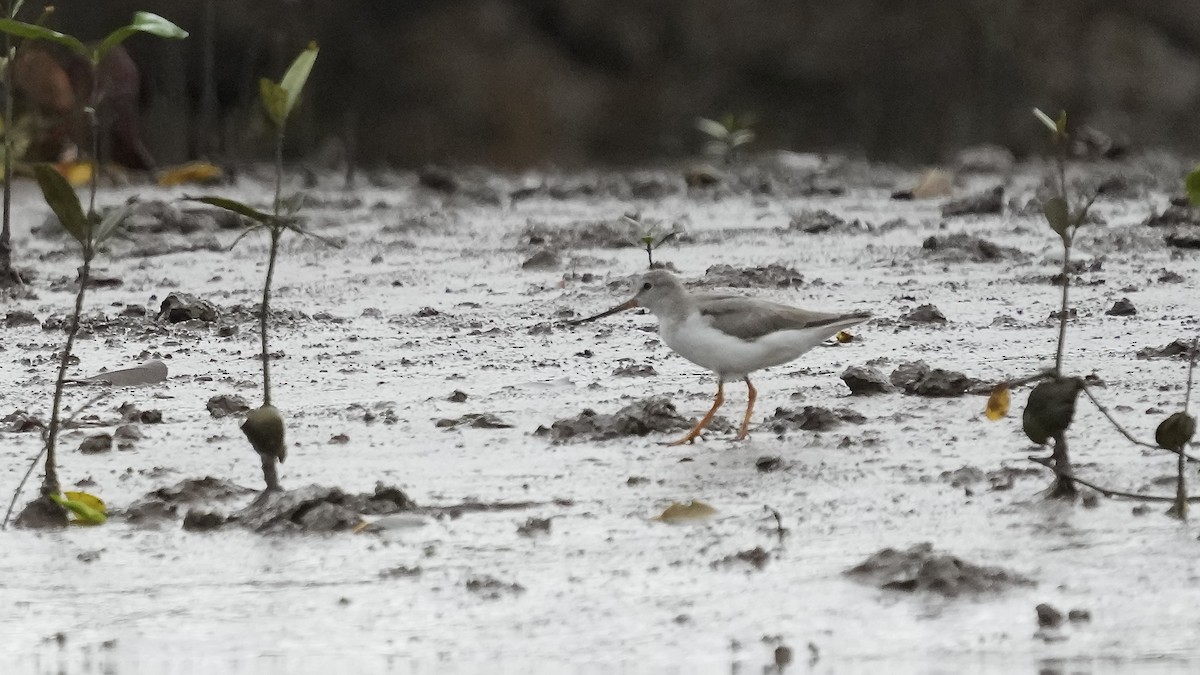 Terek Sandpiper - ML641963506