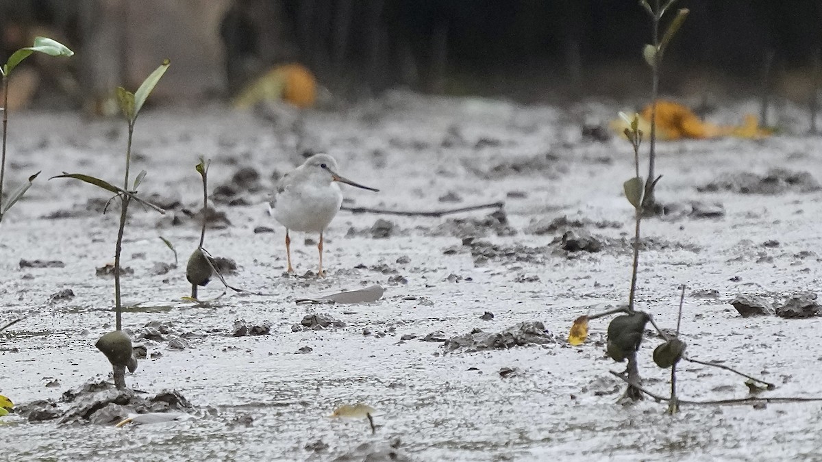 Terek Sandpiper - ML641963522