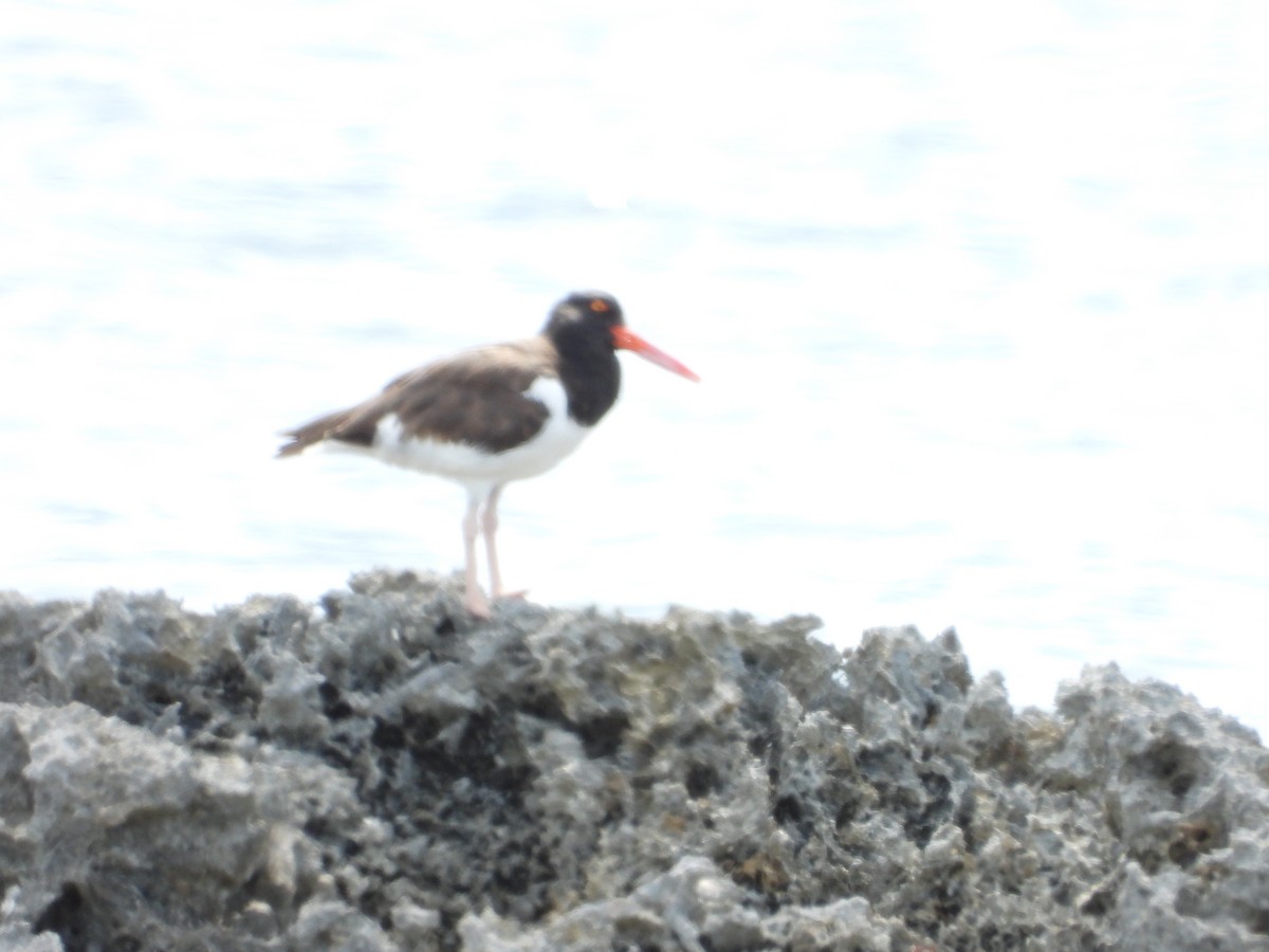 American Oystercatcher - ML641963529