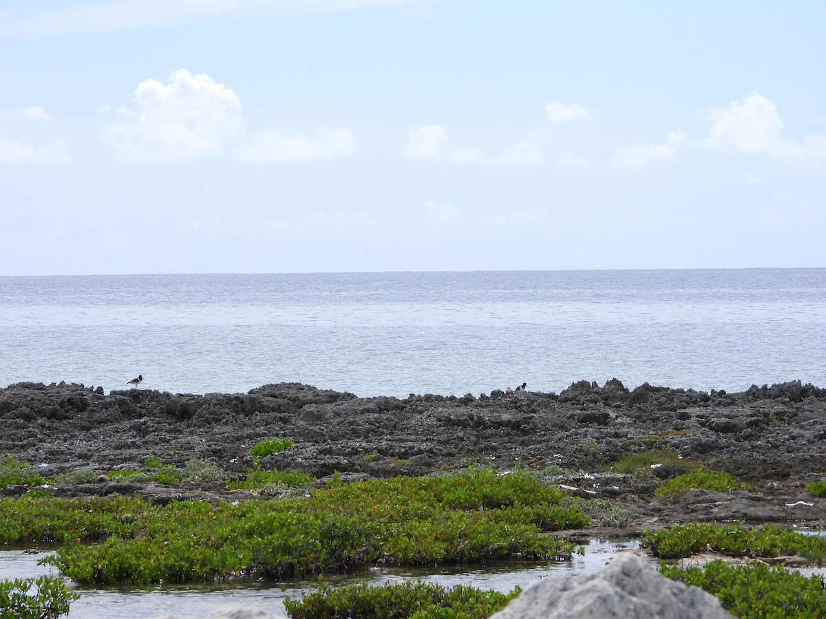 American Oystercatcher - ML641963530