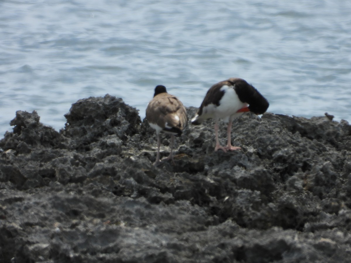 American Oystercatcher - ML641963532