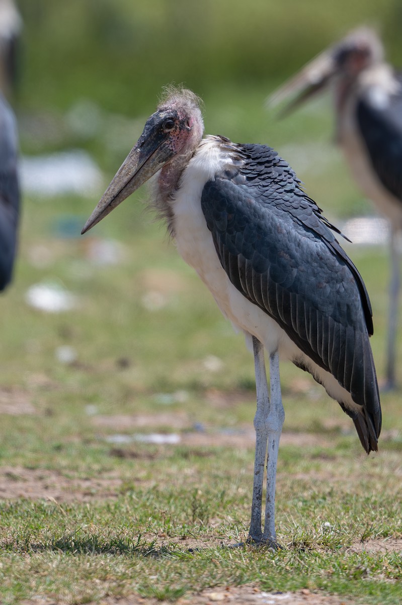 Marabou Stork - ML641963537