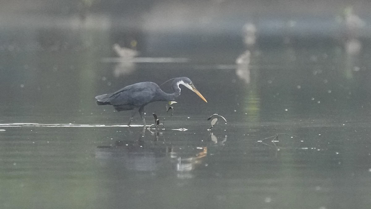 Western Reef-Heron - ML641963542